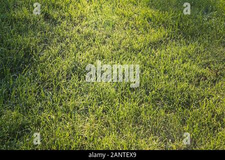 Lumière du soleil sur une pelouse d'herbe verte de Festuca arundinacea - Tall Fescue, Poa pratensis - pâturin du Kentucky en début de matinée en été Banque D'Images