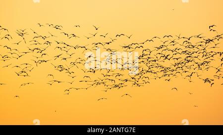 La silhouette du théâtre de Mouettes volantes en grand groupe de couleurs orange lever du soleil Ciel. Banque D'Images