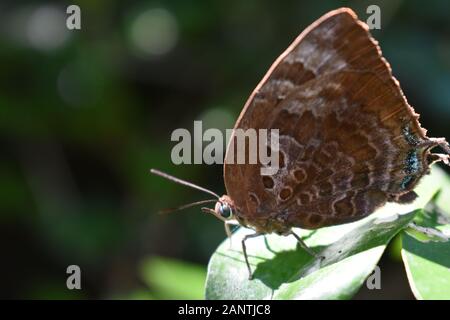 Une photo en gros plan d'un papillon de bleu oakblues à l'œil vert (Arhopala) perché sur une feuille verte. Surakarta, Indonésie. Banque D'Images