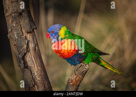 Rainbow lorikeet colorés, un bleu, orange, vert et jaune avec des yeux rouges et de bec perché sur un bâton sur une journée ensoleillée. Fond brun brouillée. Banque D'Images