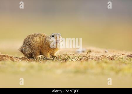 La masse de l'Écureuil, Spermophilus citellus, assis dans l'herbe pendant la fin de l'été, des animaux détail portrait, République tchèque. Banque D'Images