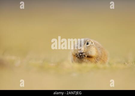 La masse de l'Écureuil, Spermophilus citellus, manger dans le pré en été, détail, portrait des animaux en République tchèque. Banque D'Images