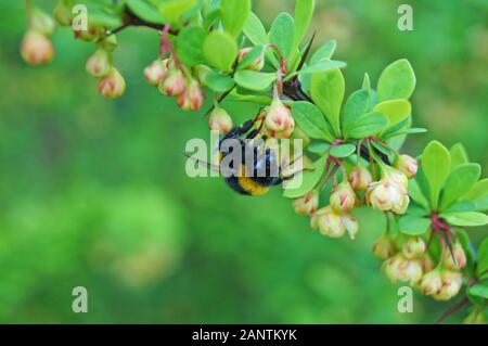 Bourdon à rayures sur une branche d'une épine-vinette floraison de fleurs jaunes et de feuilles vertes. Banque D'Images