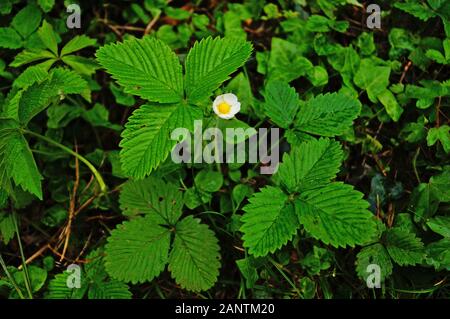 Bush de fraises avec des feuilles vertes et une fleur avec des pétales blancs et d'un centre jaune dans le pré Banque D'Images