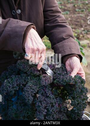 Femme récoltant des feuilles de kale d'une variété allemande appelée Lippische Palme. Banque D'Images