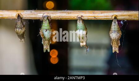 Gros plan macro de cocons de papillon, des espèces d'insectes exotiques, fond entomoculture Banque D'Images