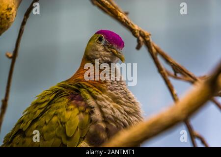 Fruits pourpre couronné colombe en gros plan, espèce d'oiseaux tropicaux colorés, populaire en aviculture pet Banque D'Images