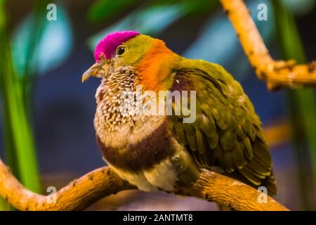 Belle closeup portrait d'un superbe fruit dove, d'oiseaux tropicaux colorés, espèce animal populaire dans l'aviculture Banque D'Images