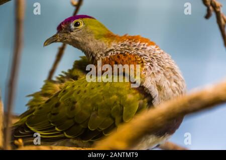 Libre d'un superbe fruit dove dans un arbre, belle et populaire, espèce d'oiseaux colorés en aviculture pet Banque D'Images