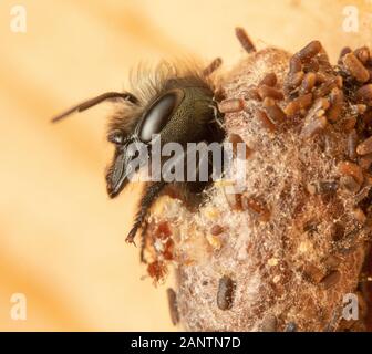 Mason Bee femelle à bloc nid Banque D'Images