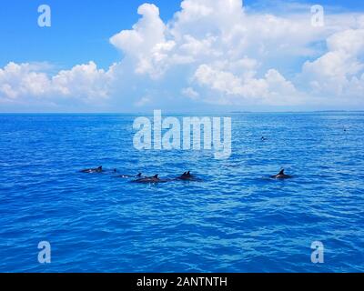 Vue aérienne d'un groupe de dauphins nageant sur le magnifique océan bleu aux Maldives Banque D'Images