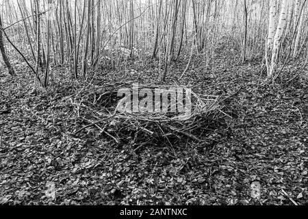 Dans une forêt se trouve un mystérieux cercle de branches, qui ressemble à un emplacement de culte Banque D'Images