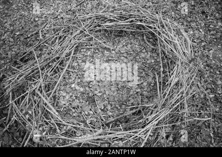 Dans une forêt se trouve un mystérieux cercle de branches, qui ressemble à un emplacement de culte Banque D'Images