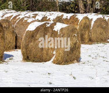 Grandes balles rondes de foin de graminées et de luzerne recouvertes de neige dans les pâturages ou les champs Banque D'Images