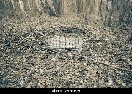 Dans une forêt se trouve un mystérieux cercle de branches, qui ressemble à un emplacement de culte Banque D'Images