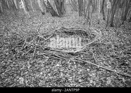 Dans une forêt se trouve un mystérieux cercle de branches, qui ressemble à un emplacement de culte Banque D'Images