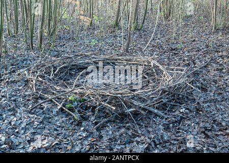 Dans une forêt se trouve un mystérieux cercle de branches, qui ressemble à un emplacement de culte Banque D'Images