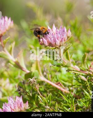 BUMBLEBEE dans le jardin de fleurs de Sedum Banque D'Images