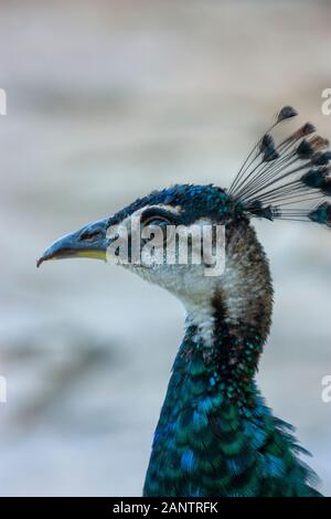 Vue latérale d'un jeune Peacock Banque D'Images