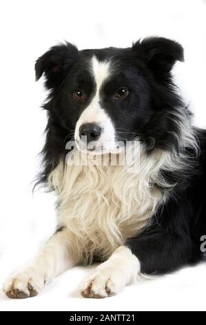 Chien BORDER COLLIE, PORTRAIT D'HOMME CONTRE FOND BLANC Banque D'Images