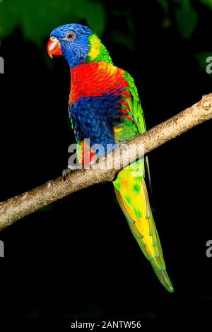 Rainbow LORIKEET trichoglossus hématodus moluccanus, ADULTE DEBOUT SUR LA BRANCHE Banque D'Images