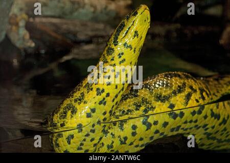 JAUNE ANACONDA EUNECTES NOTEAEUS, ADULTE DEBOUT DANS L'EAU Banque D'Images