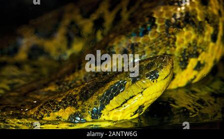 JAUNE ANACONDA EUNECTES NOTEAEUS, ADULTE DEBOUT DANS L'EAU Banque D'Images