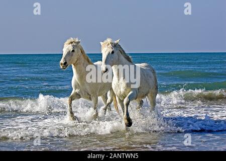 CHEVAL CAMARGUE, PROMENADE EN COUPLE SUR LA PLAGE, SAINTES MARIE DE LA MER DANS LE SUD DE LA FRANCE Banque D'Images