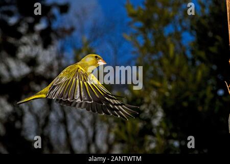 Verdier d'Europe Carduelis chloris, ADULTE EN VOL, LA NORMANDIE EN FRANCE Banque D'Images