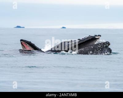 Baleines à bosse se nourrissant de Krill en Antarctique et une baleine mère enseignant son veau pour nourrir. Prise aux îles shetland du sud. Banque D'Images