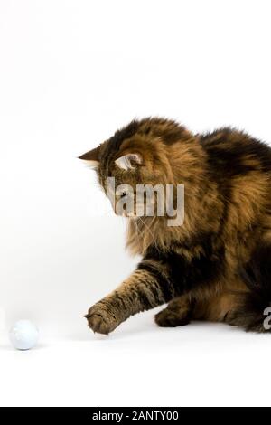 Chat domestique angora, homme jouant avec balle de golf CONTRE FOND BLANC Banque D'Images