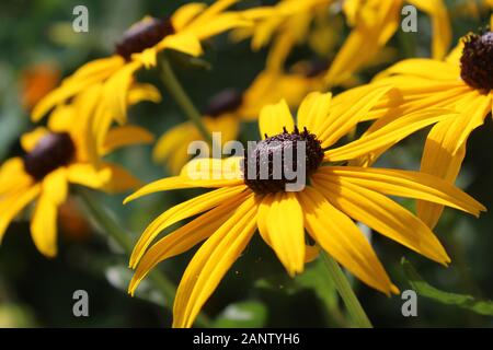 Les fleurs de couleur jaune lumineuse de Rudbeckia fulgida également connu sous le nom de la fleur, dans le cône de close up dans un parc naturel en plein air Banque D'Images