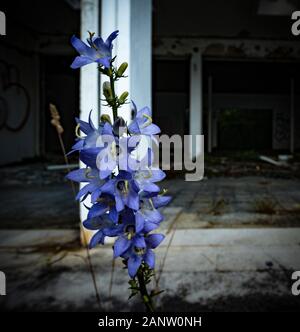 une belle fleur devant un vieux bâtiment abandonné Banque D'Images