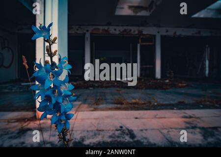 une belle fleur devant un vieux bâtiment abandonné Banque D'Images