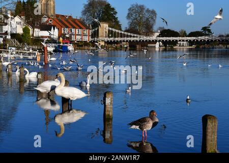 La Tamise à Marlow, dans le Buckinghamshire, Royaume-Uni, éclater ses banques, provoquant des inondations et la fermeture de sentiers couverts par l'eau. Les poteaux de bois (dans l'eau) sont sur le trottoir ! 19 Janvier 2020 Banque D'Images