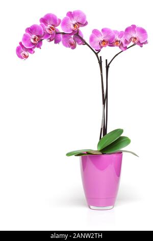 Dans orchidée rose pot décoratif isolé sur le fond blanc, chemin de détourage inclus. Banque D'Images