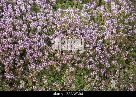 Blooming Thymus citriodorus thym citron (Citrus ou thym) dans le jardin. Floral background naturelles Banque D'Images