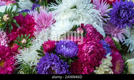 Close up d'un bouquet de chrysanthèmes en différentes couleurs Banque D'Images