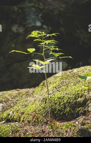 Petit arbre sur un rocher en réserve naturelle des roches dans Krynki en voïvodie en Pologne Świętokrzyskie Banque D'Images