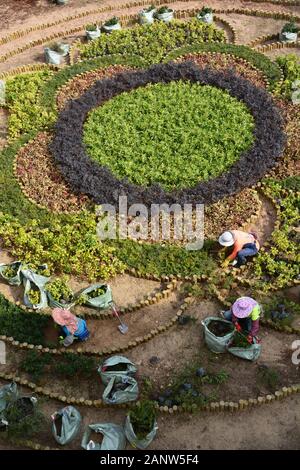 Les femmes travaillent à la plantation d'un jardin au passage piéton dans le parc Quarry Bay à Hong Kong. Banque D'Images