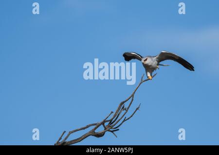 La cerf-volant à ailes noires (Elanus caeruleus) Banque D'Images