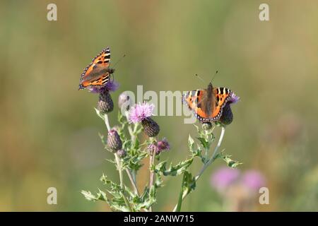 Deux petits papillons écaille (Aglais urticae) se nourrissant sur les fleurs d'un chardon des champs (Cirsium arvense) en été Banque D'Images