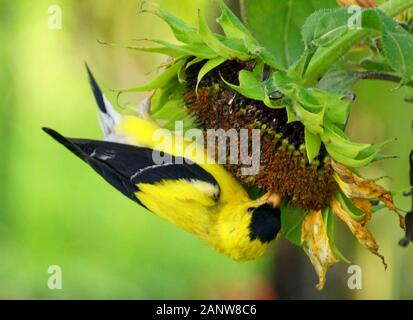 Un magnifique Goldfinch américain manger des graines de tournesol en été Banque D'Images
