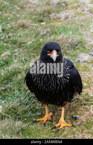 Phalcoboenus australis, Caracara strié, debout, corps plein, Sea Lion Island, Îles Falkland, Océan Atlantique Banque D'Images