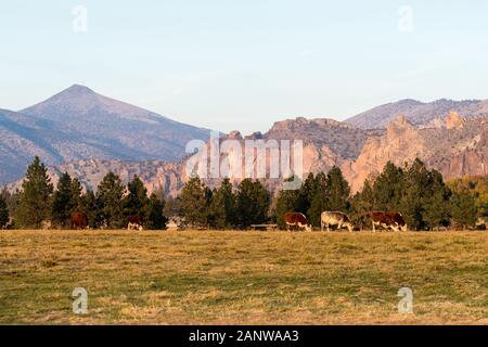 Un groupe de vaches qui paissent au coucher du soleil à Smith Rock State Park dans l'arrière-plan à Terrebonne Banque D'Images