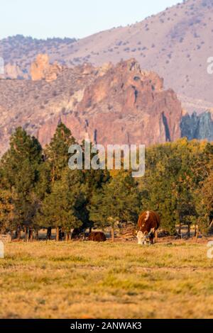 Un groupe de vaches qui paissent au coucher du soleil à Smith Rock State Park dans l'arrière-plan à Terrebonne Banque D'Images