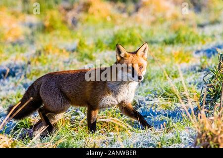 Le renard rouge mâle se nourrissant autour d'une zone d'alimentation de buzzard. Banque D'Images