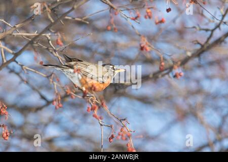 Robin Anerican en hiver Banque D'Images