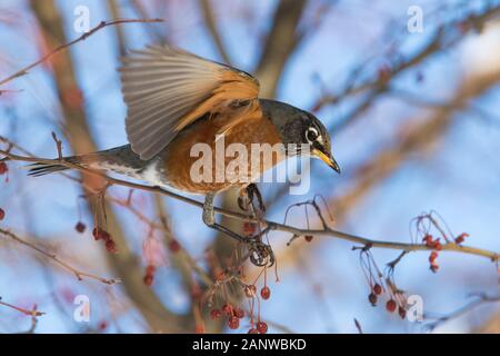 Robin Anerican en hiver Banque D'Images