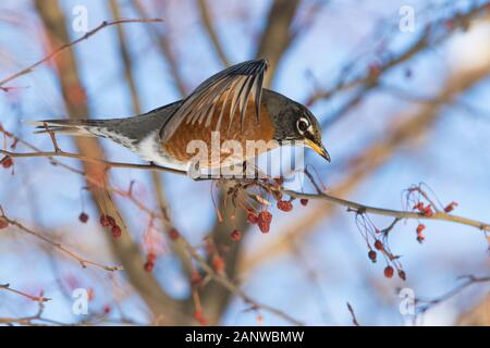 Robin Anerican en hiver Banque D'Images